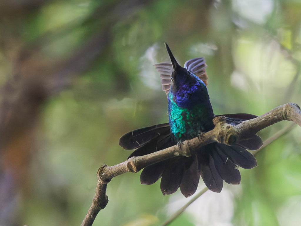 Santa Marta Sabrewing