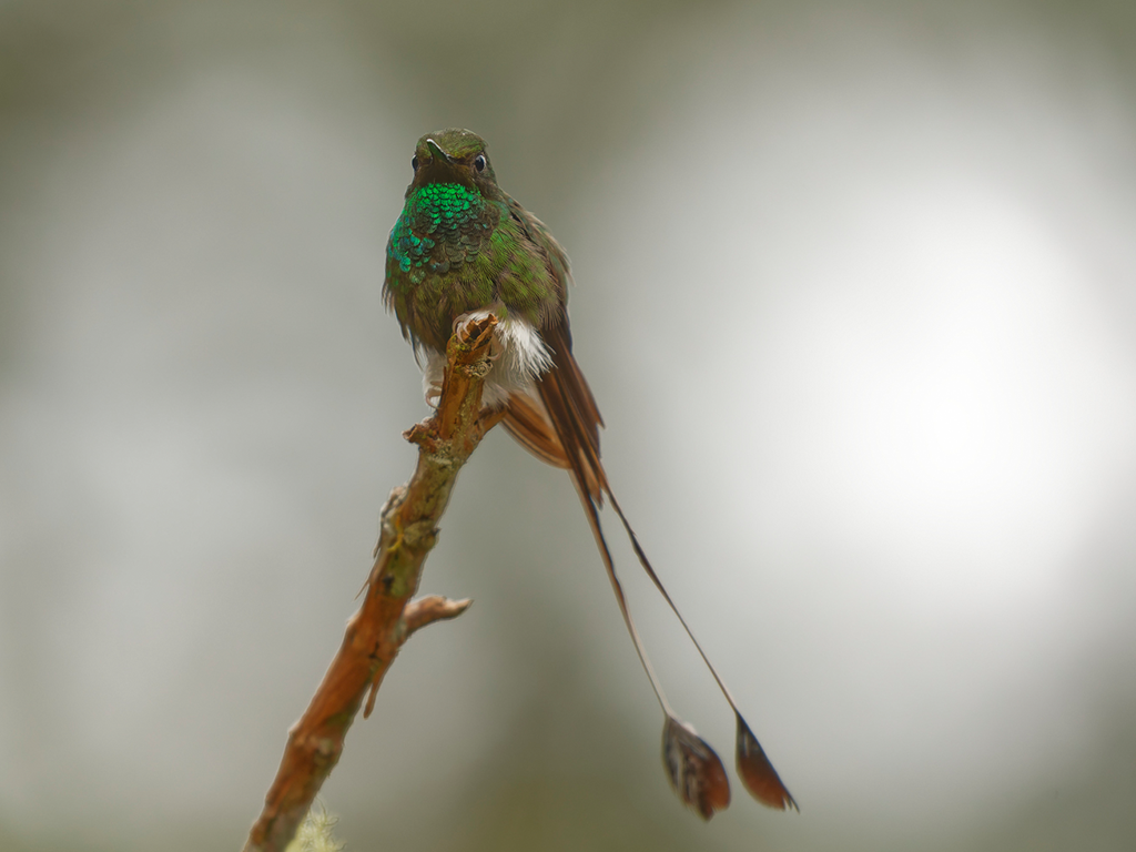 White-booted Racket-tailed