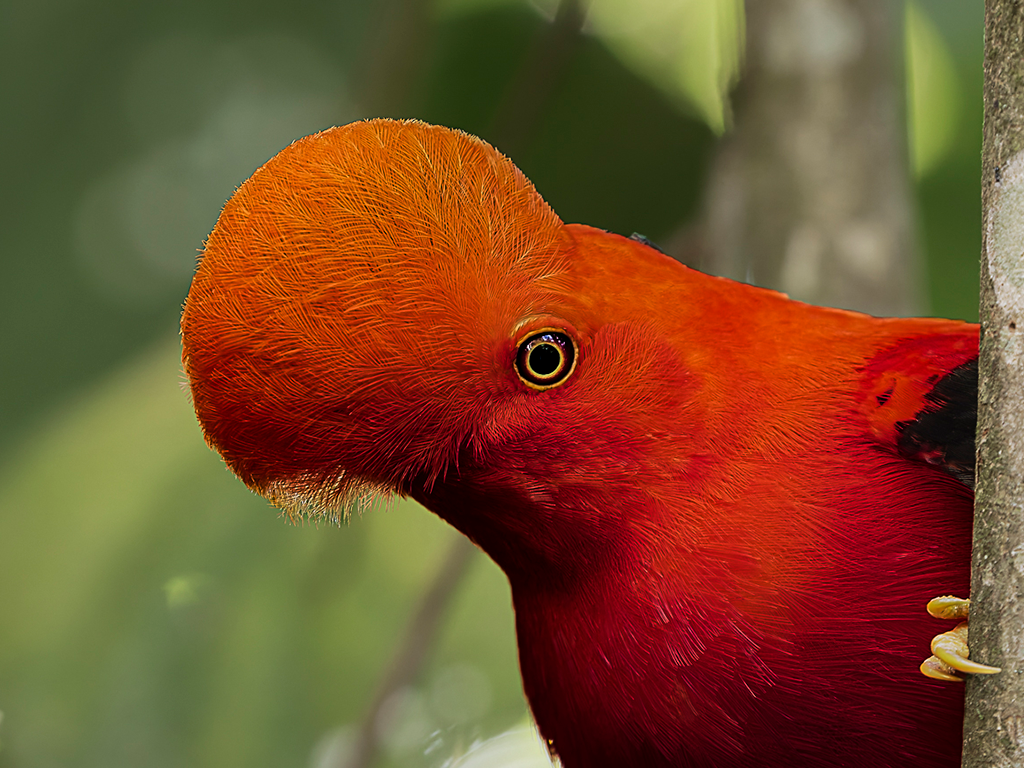 Andean Cock-of-the-Rock