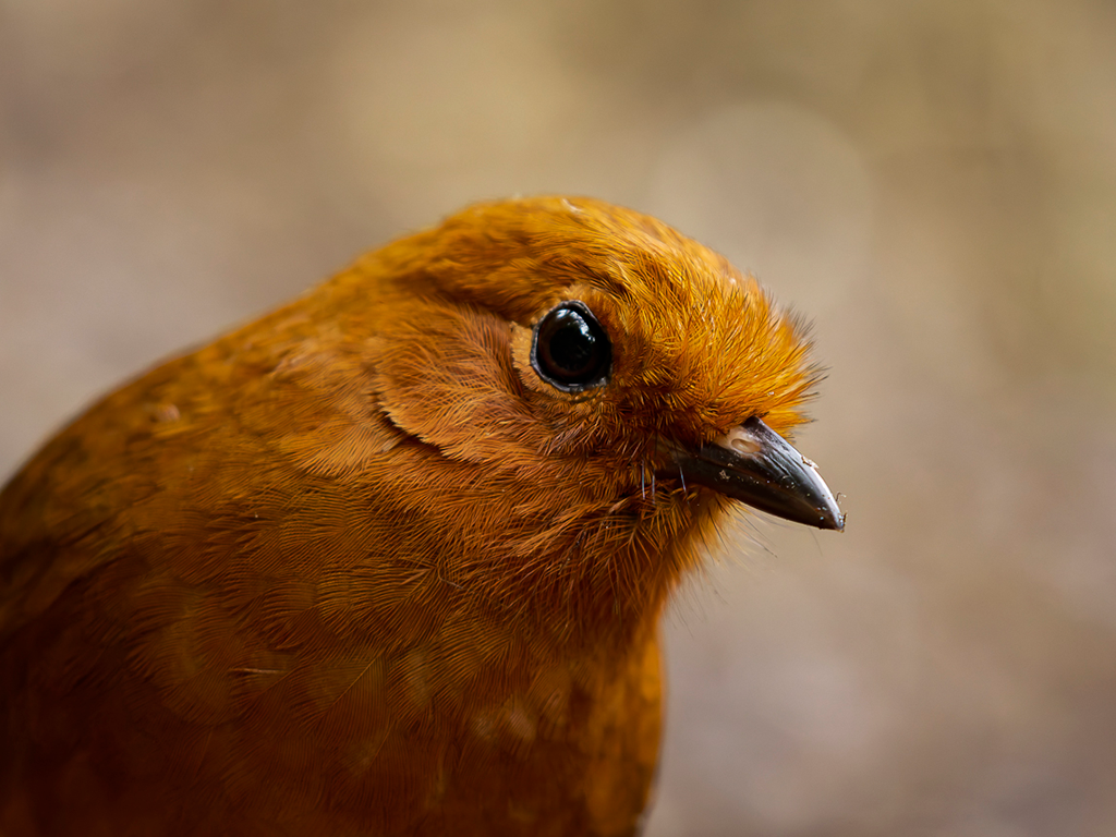 Chami Antpitta