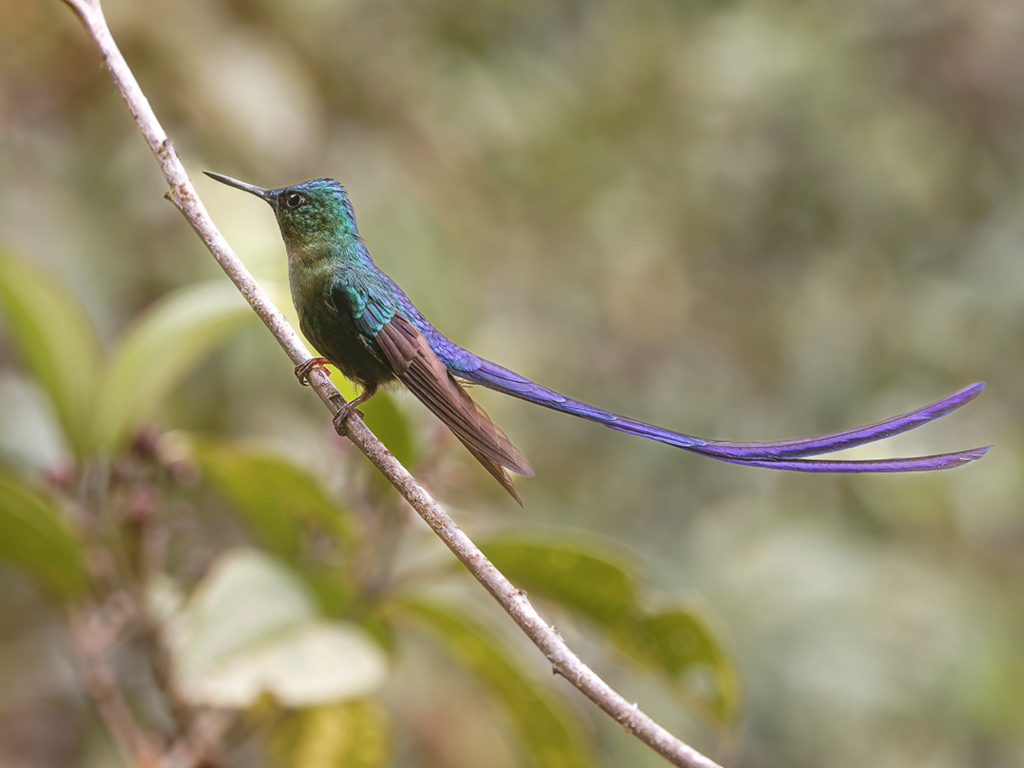 Long-tailed Sylph