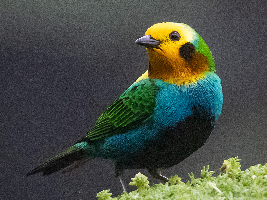 Multicolored Tanager