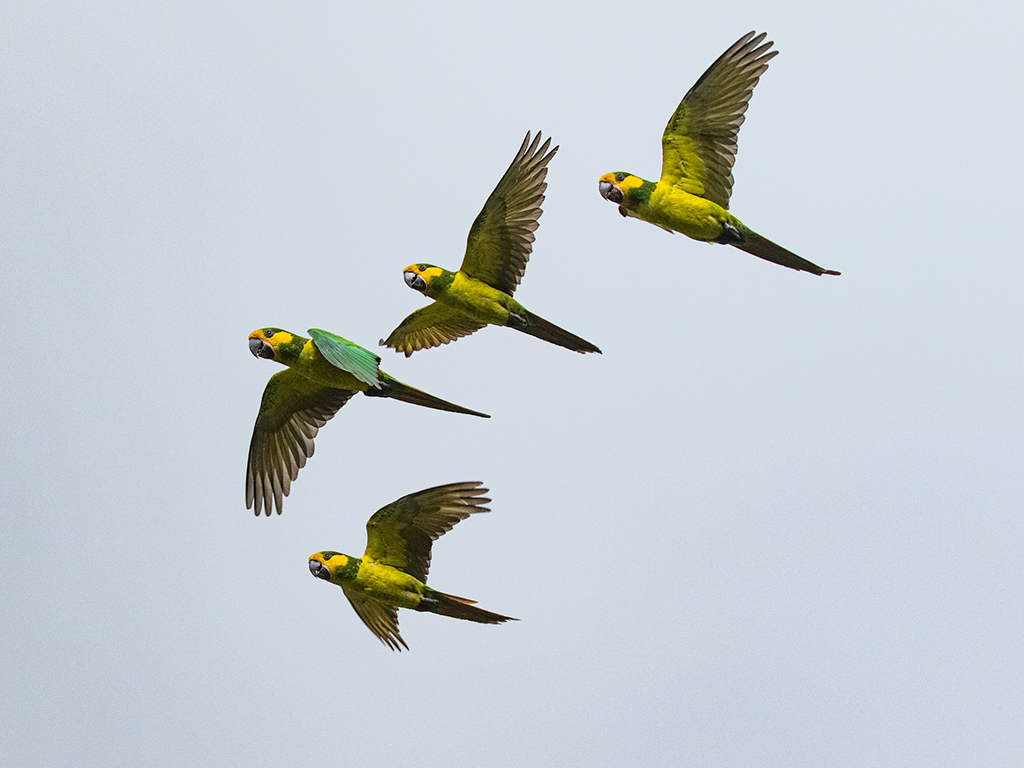 Yellow-eared Parrot